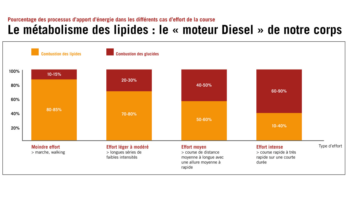 grafique métabolisme des lipides